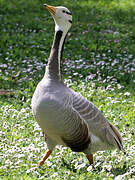 Bar-headed Goose