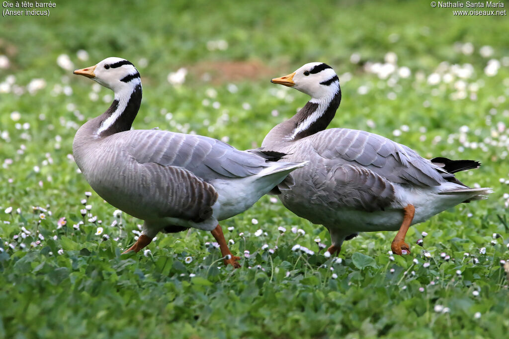 Bar-headed Gooseadult, walking