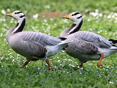 Bar-headed Goose