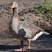 Greylag Goose