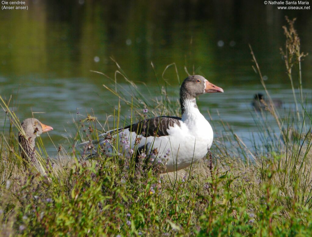 Greylag Gooseadult