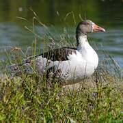 Greylag Goose