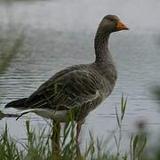 Greylag Goose