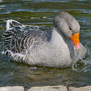 Greylag Goose