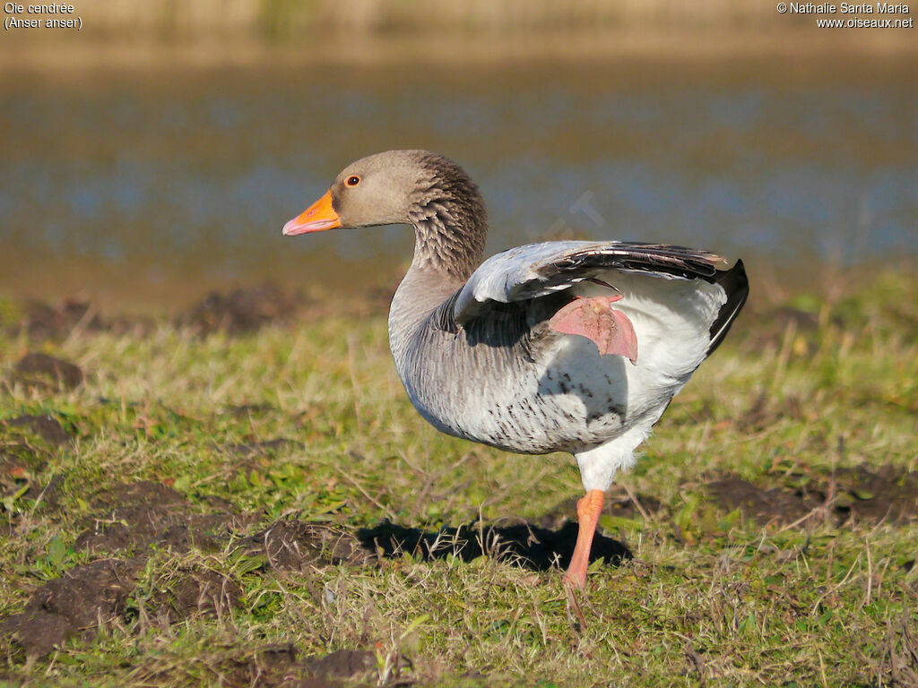 Greylag Gooseadult