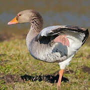 Greylag Goose