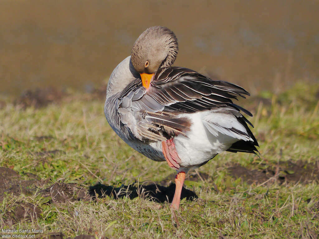 Greylag Gooseadult, care