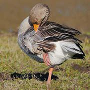 Greylag Goose