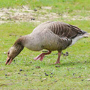 Greylag Goose