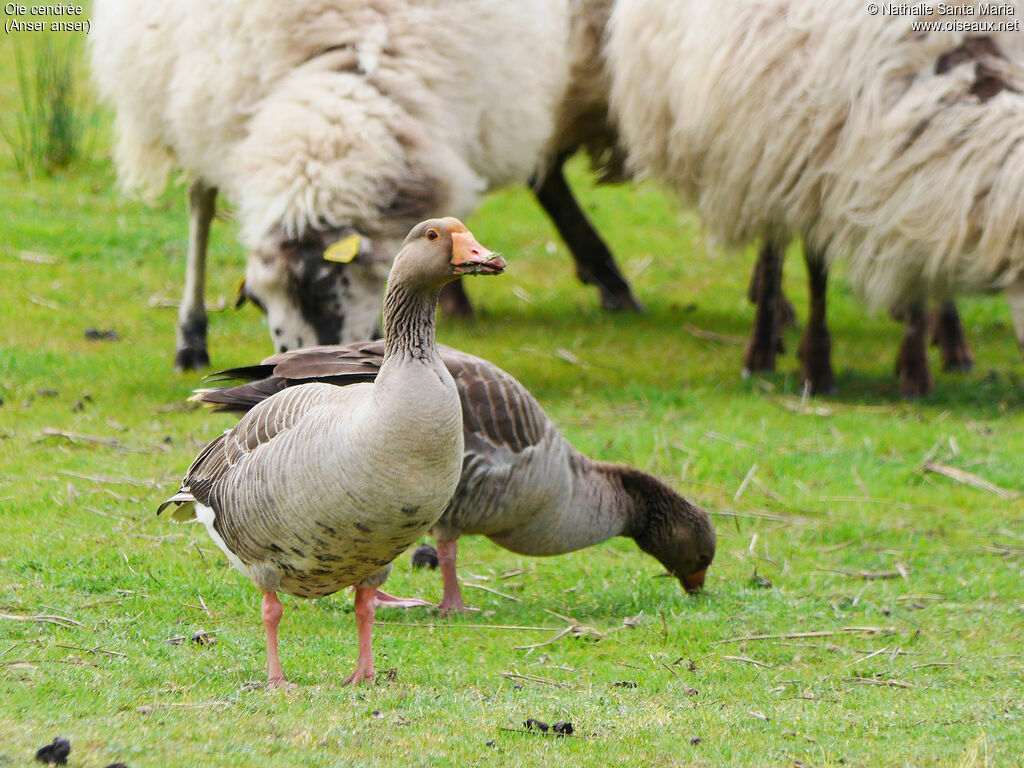 Greylag Gooseadult