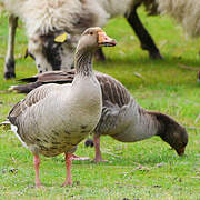 Greylag Goose