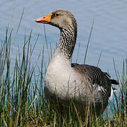 Greylag Goose