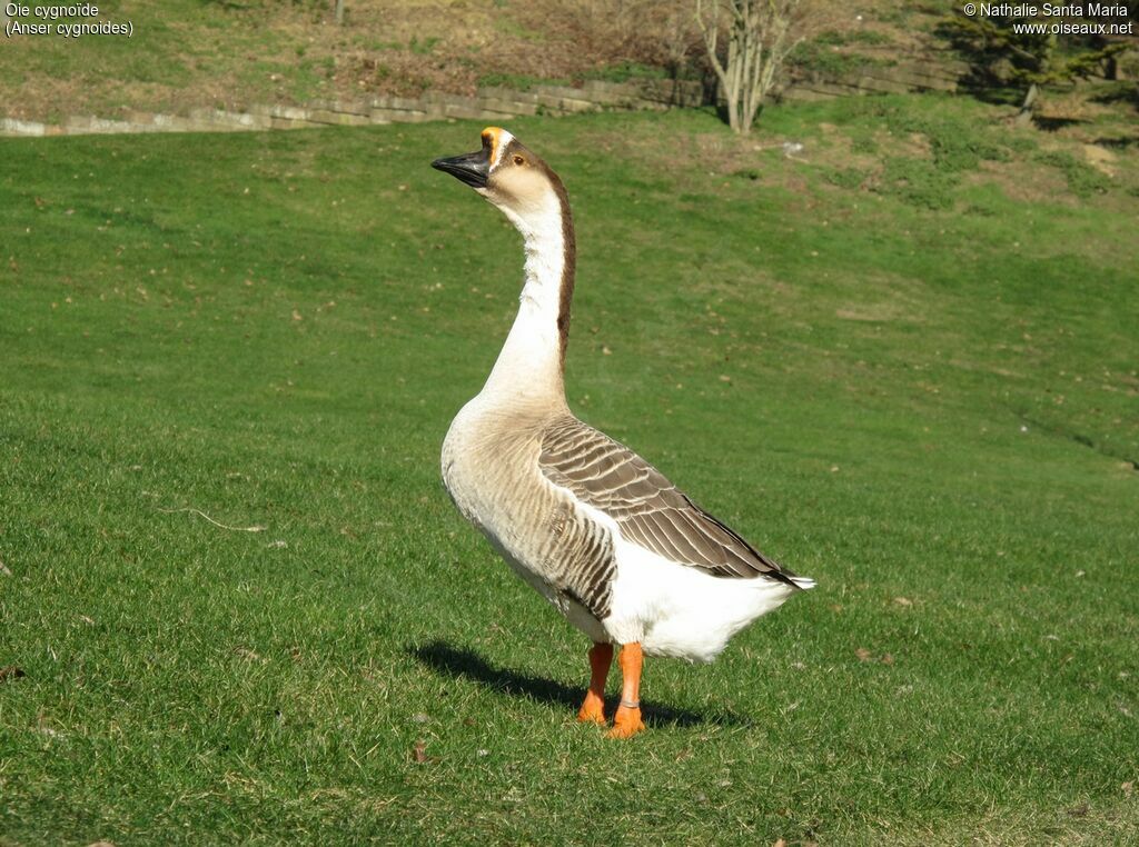 Swan Gooseadult