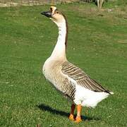 Swan Goose