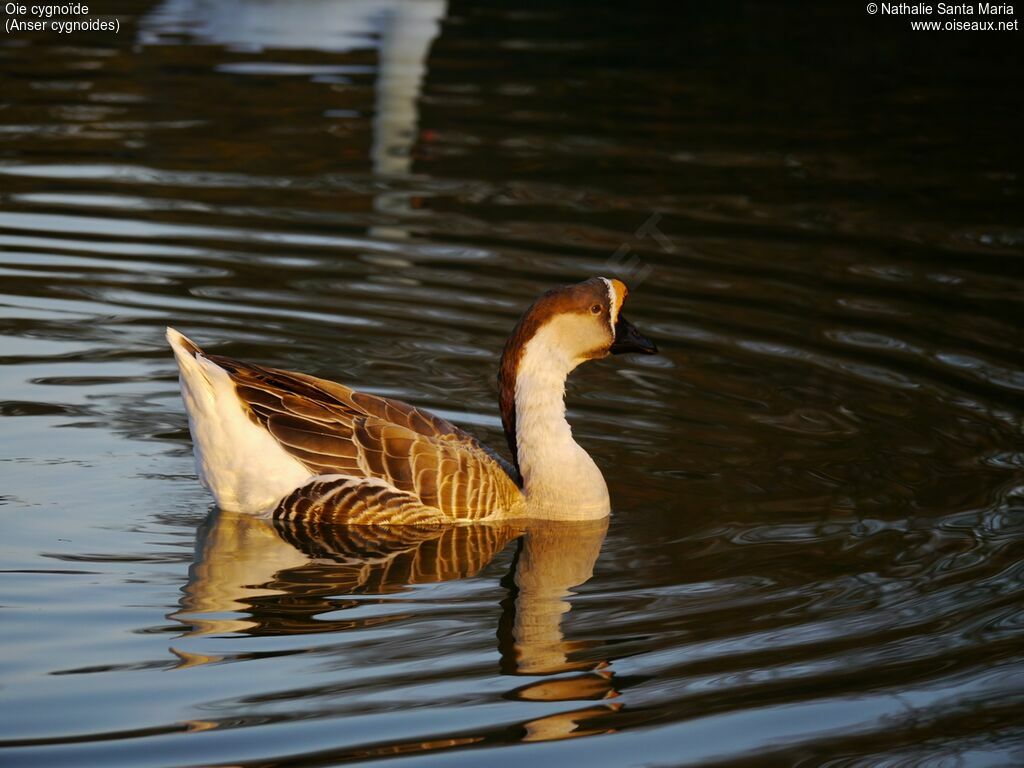 Swan Goose 