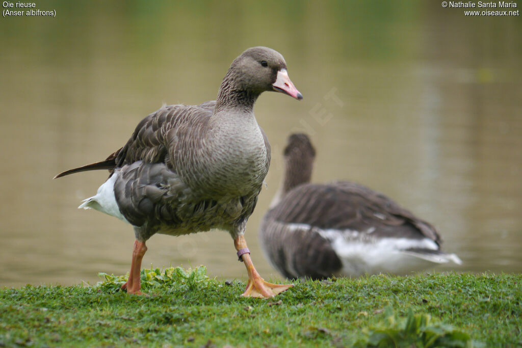 Greater White-fronted Goose, identification, habitat, walking, Behaviour