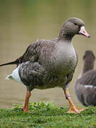 Greater White-fronted Goose