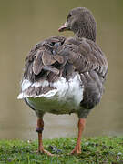 Greater White-fronted Goose