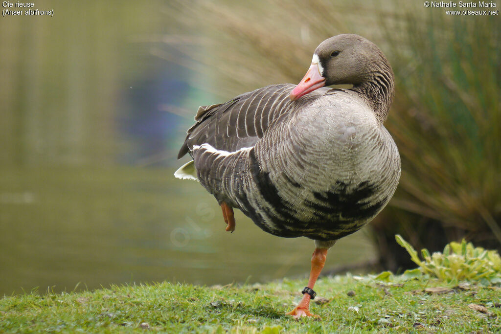 Greater White-fronted Gooseadult, identification, habitat, Behaviour