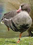 Greater White-fronted Goose