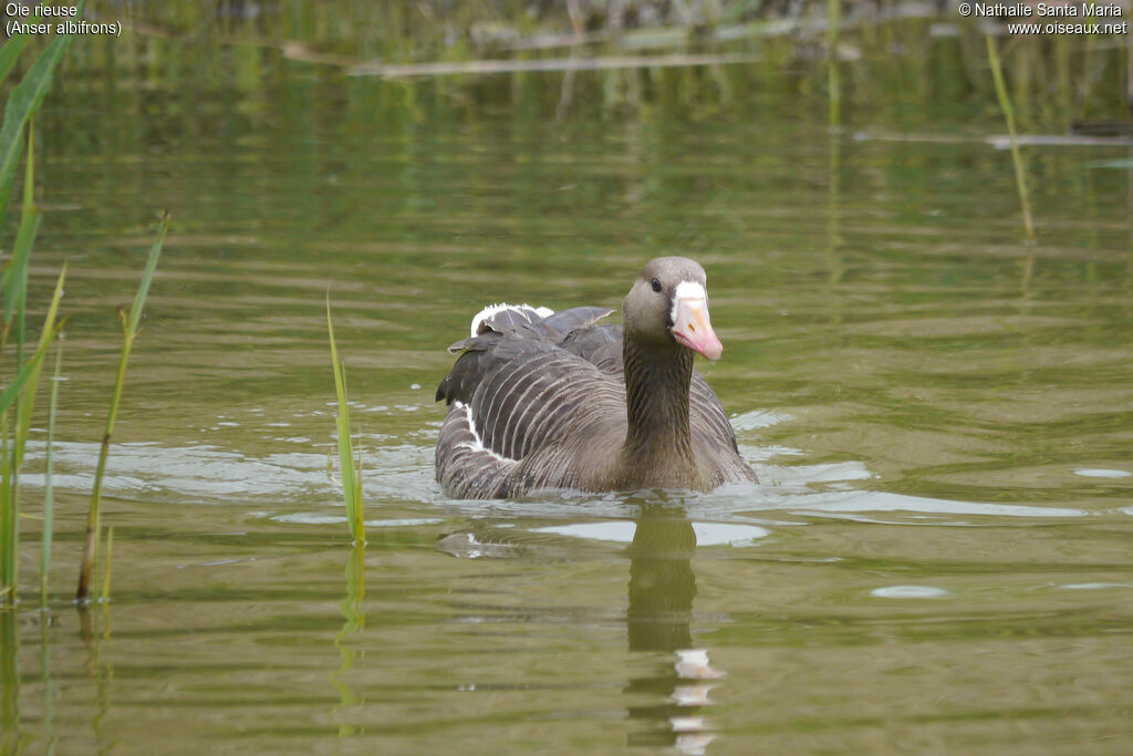 Greater White-fronted Gooseadult, identification, habitat, swimming