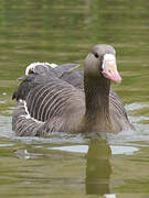 Greater White-fronted Goose