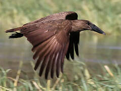 Hamerkop