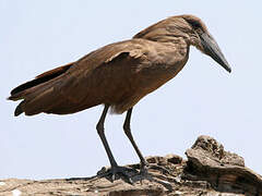 Hamerkop