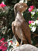 Hamerkop