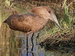 Hamerkop