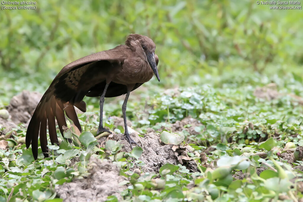 Ombrette africaineadulte, identification, habitat