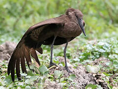 Hamerkop