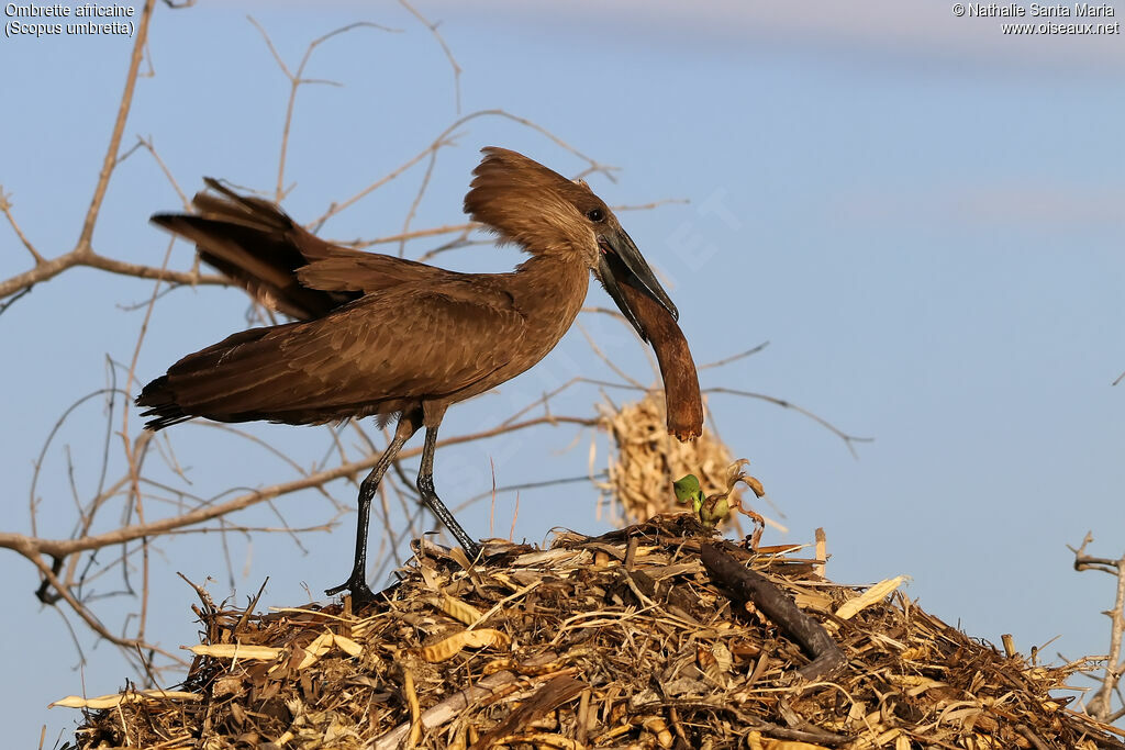 Hamerkopadult, identification, Reproduction-nesting, Behaviour