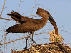 Hamerkop