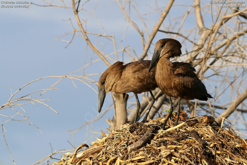 Hamerkopadult, habitat, Reproduction-nesting