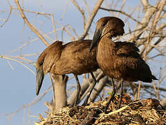 Hamerkop