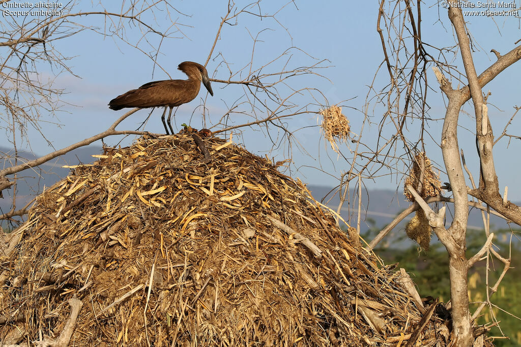 Ombrette africaineadulte, identification, habitat, Nidification