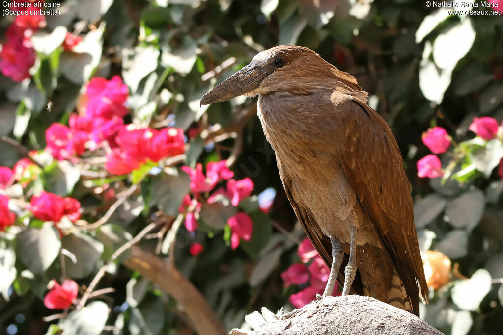 Hamerkopadult, identification, habitat