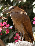 Hamerkop