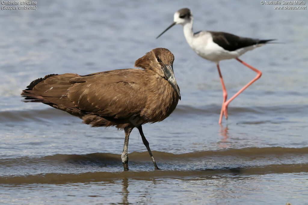 Hamerkopadult, identification, habitat