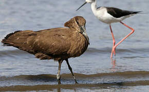 Hamerkop