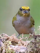 Thick-billed Euphonia