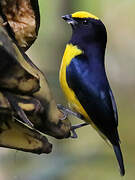 Thick-billed Euphonia