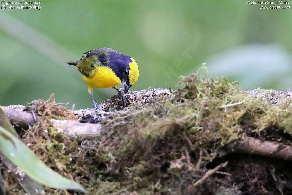 Thick-billed Euphoniasubadult transition, identification