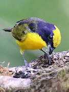 Thick-billed Euphonia