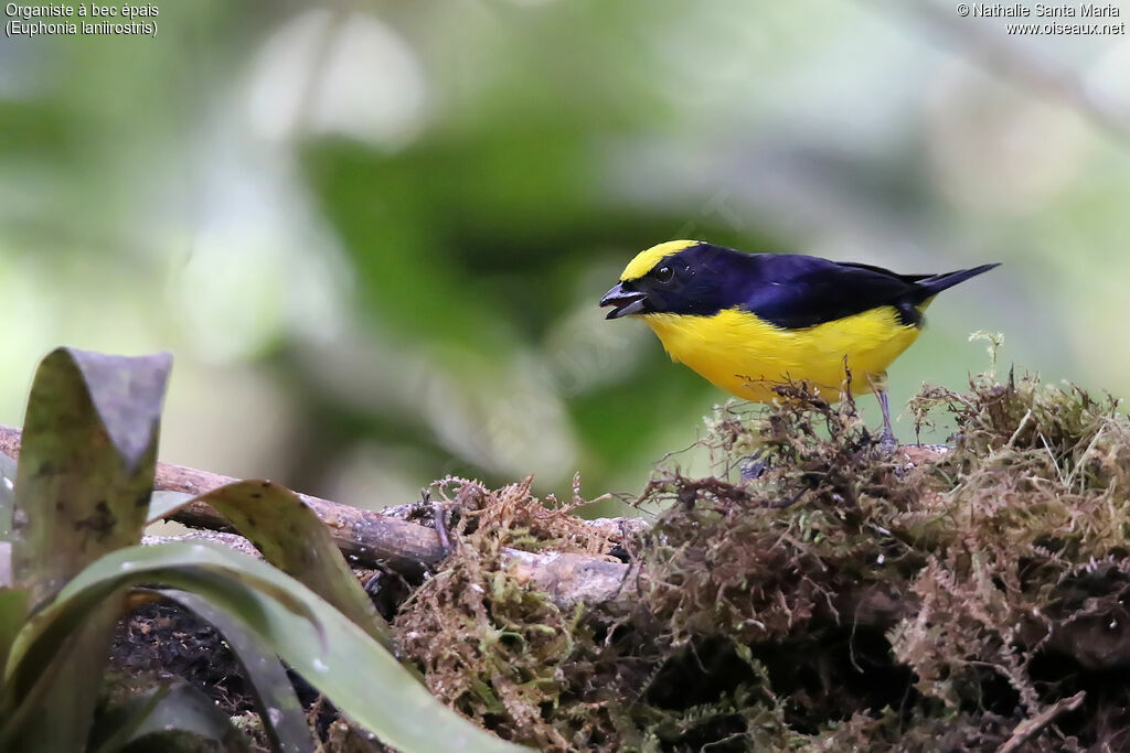 Thick-billed Euphoniaadult, identification