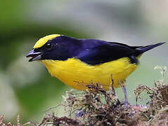 Thick-billed Euphonia