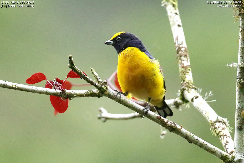 Thick-billed Euphonia male adult, identification