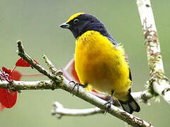 Thick-billed Euphonia