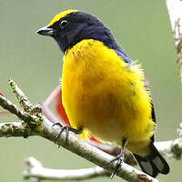 Organiste à calotte jaune